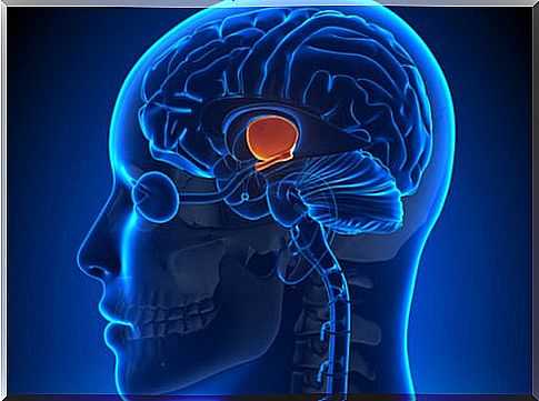 The illustrated hypothalamus