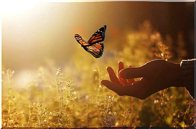 butterfly flying with one hand in a field