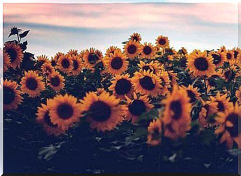 campo-de-girasoles