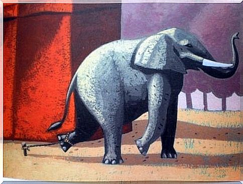 The beautiful story of the chained elephant